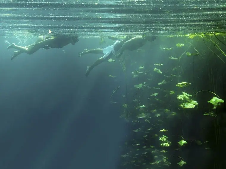 Snorkelers observe the marina flora at Xenotes Park cenote in the Riviera Maya