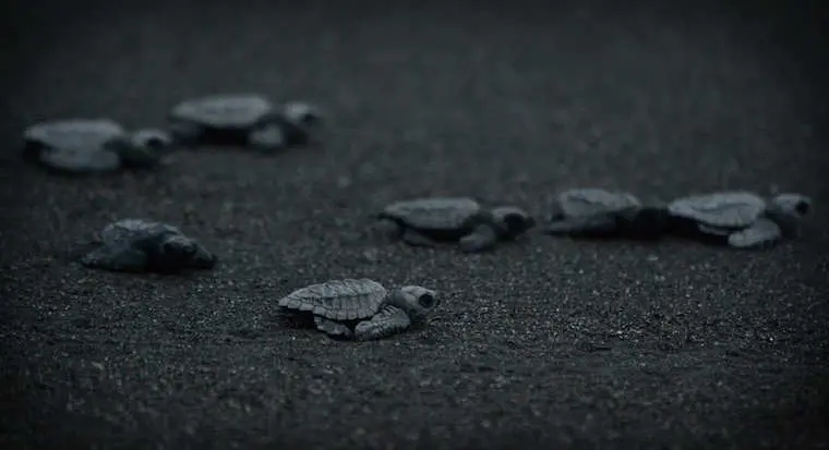 Turtles on beach at night