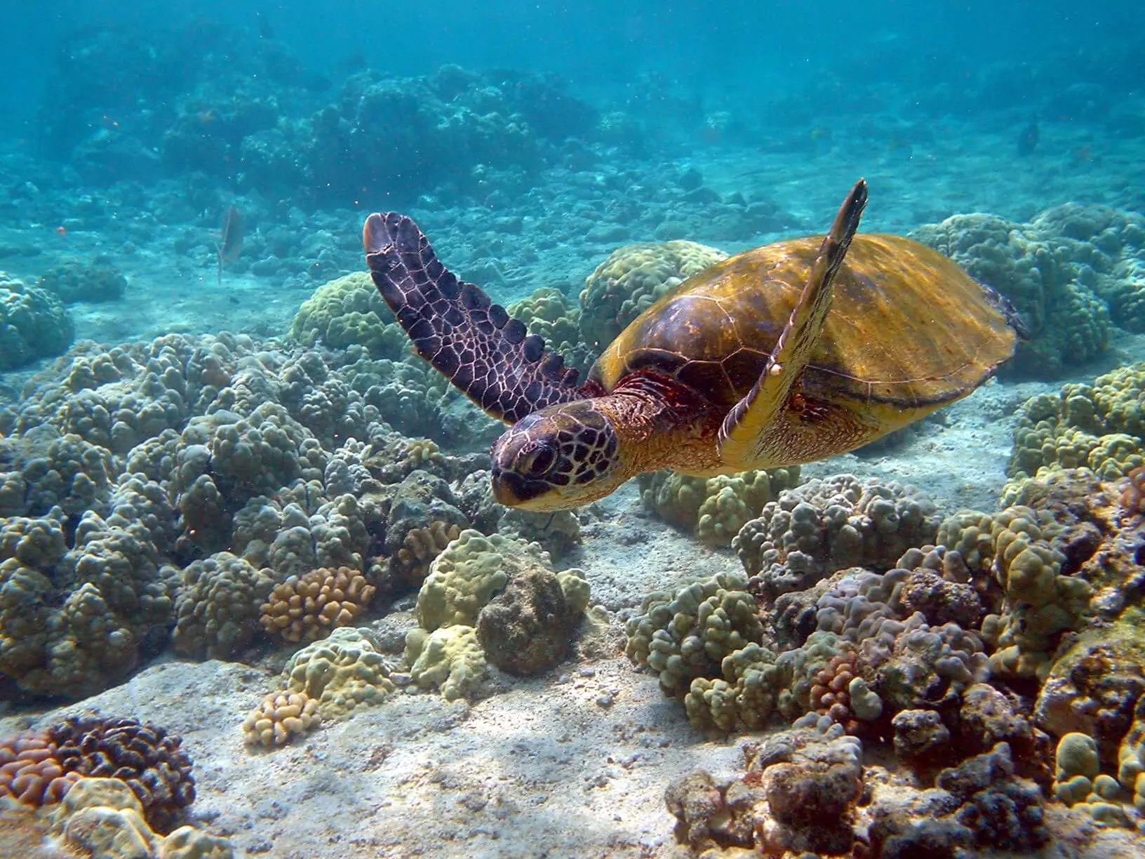 Sea turtle swimming near Akumal