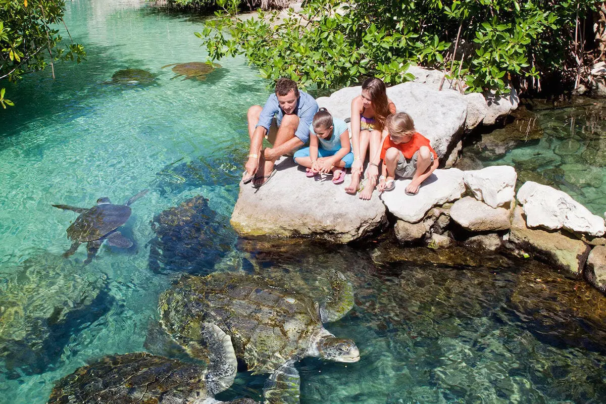 Turtles at Xcaret