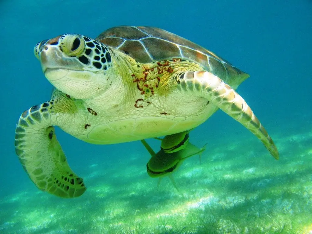 large sea turtle swimming in akumal bay