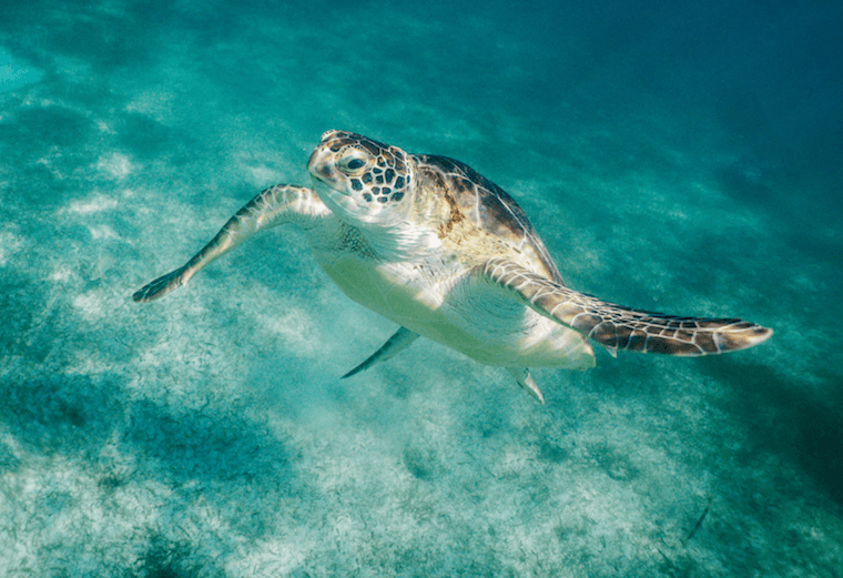 Akumal snorkeling spot. 