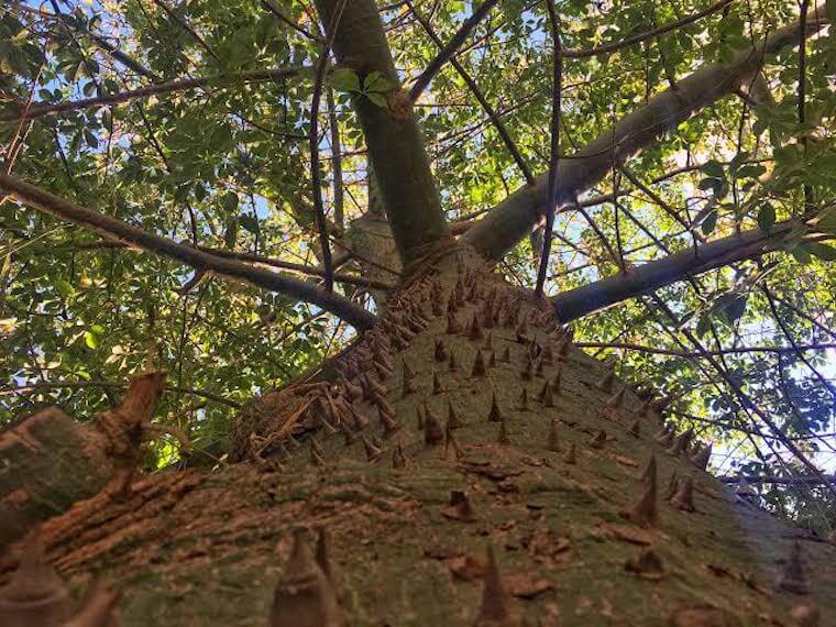 Ceiba Tree