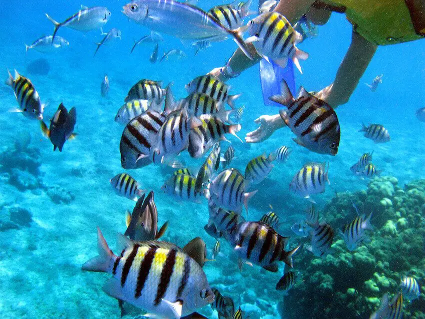 Fish in Cozumel