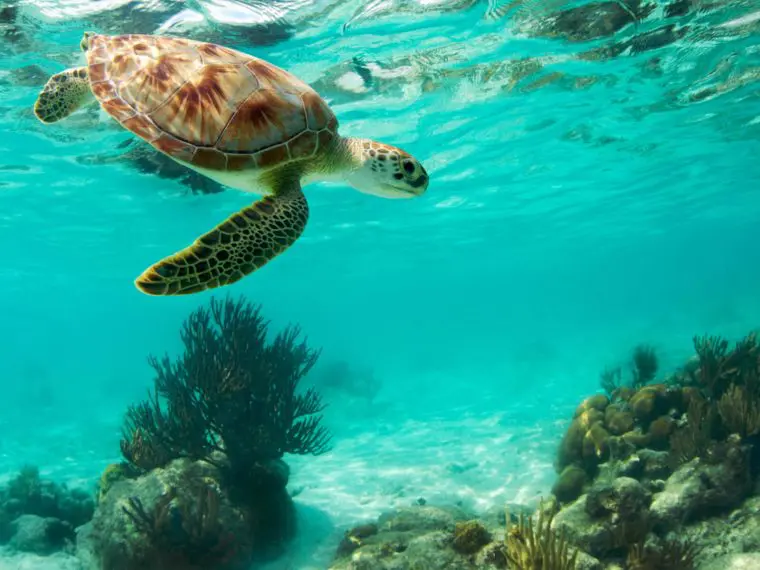 Sea turtles on cozumel