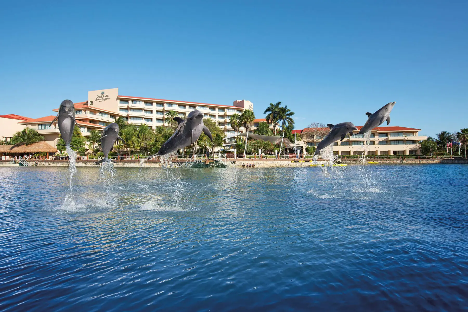 Dolphins jumping out of water