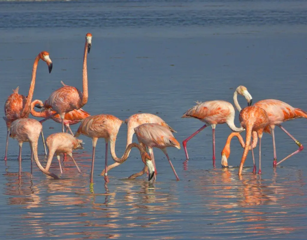 Rio Lagartos flamingos