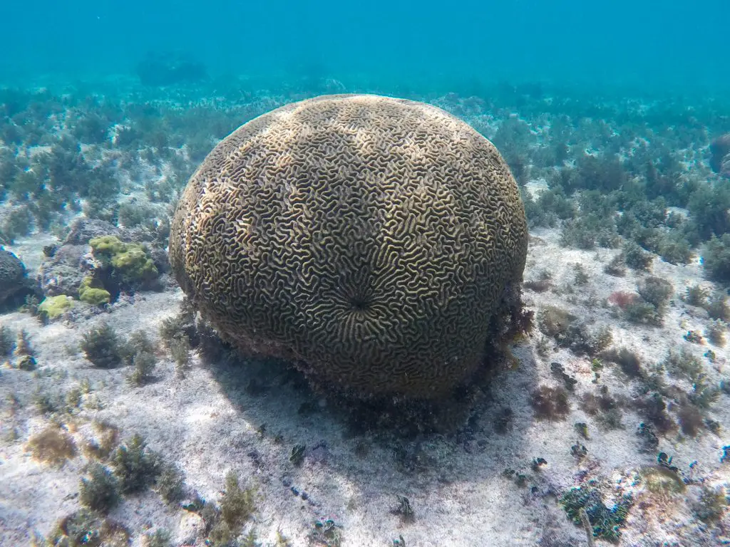 puerto aventuras snorkel