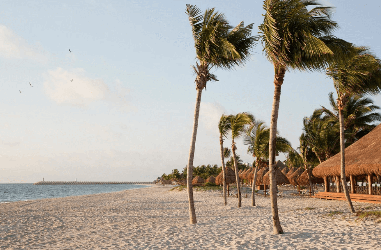 white sand beach with palm trees at Finest Riviera Maya 