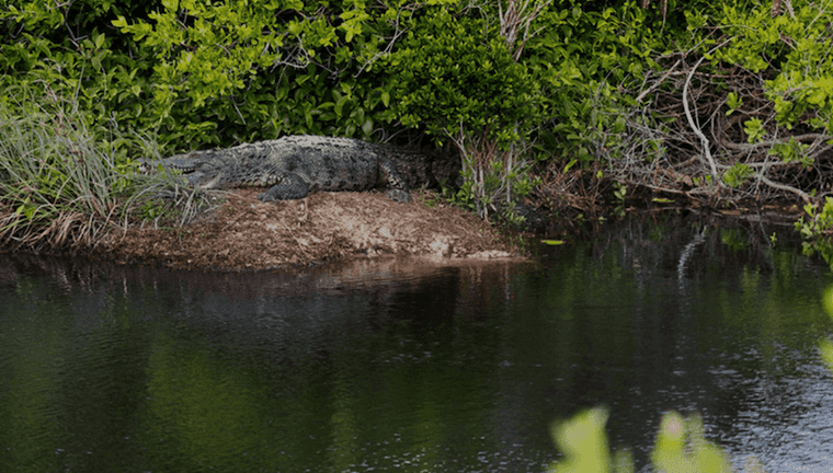 sustainable tours cozumel