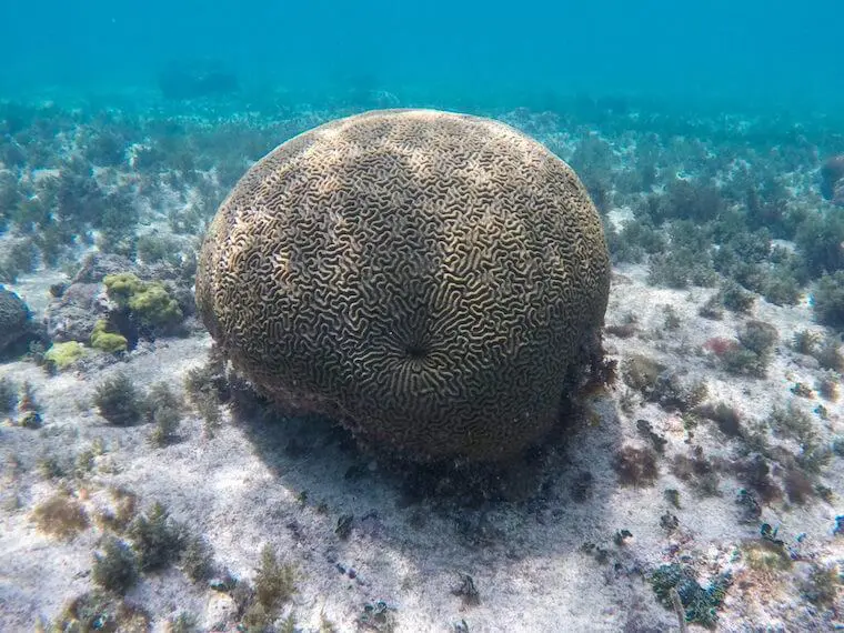 coral in Puerto Aventuras