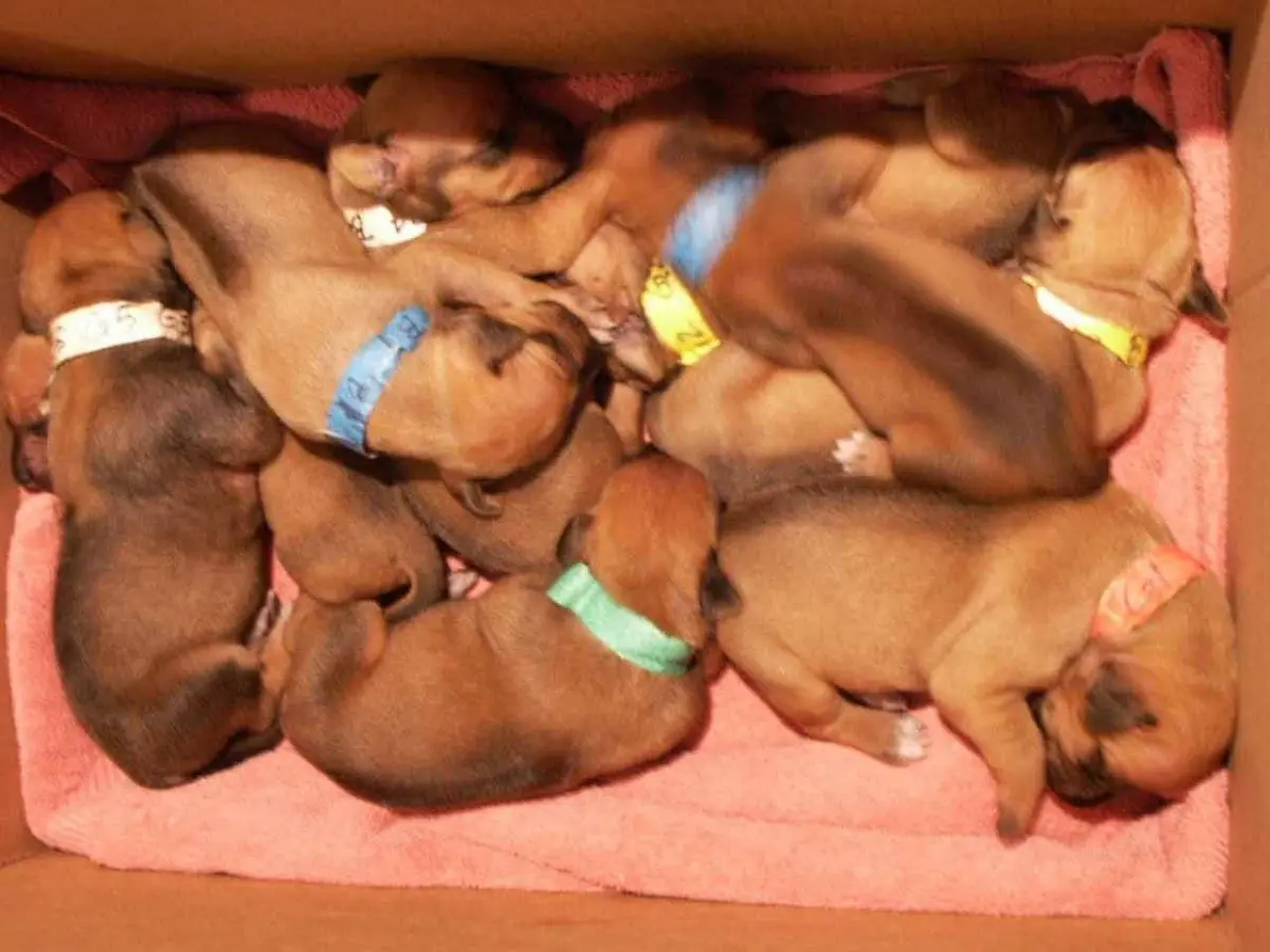 Cute puppies sleeping in a box together