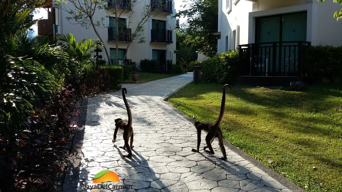 monkeys talking a walk at sandos caracol