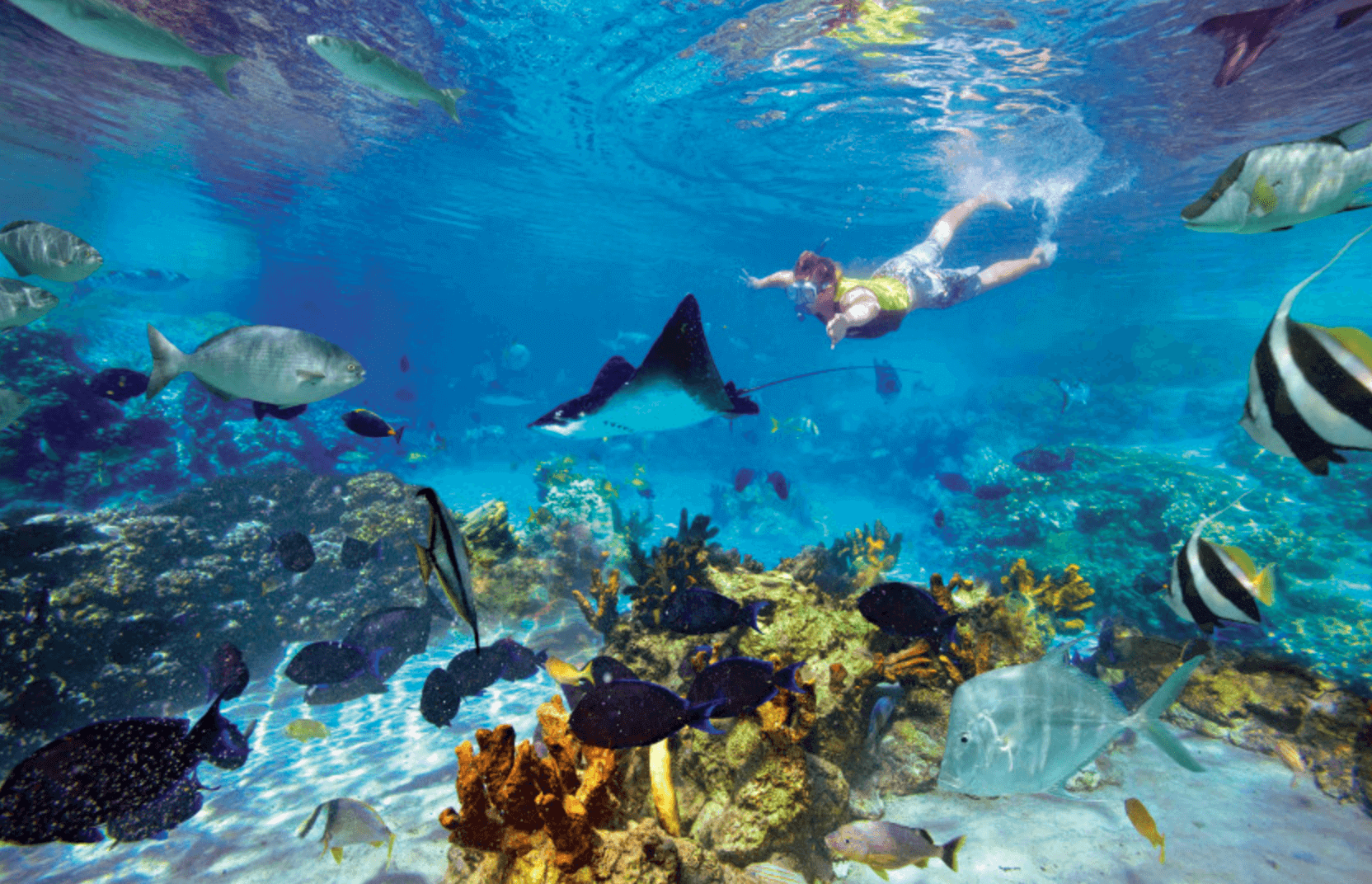 Snorkeling in puerto morelos