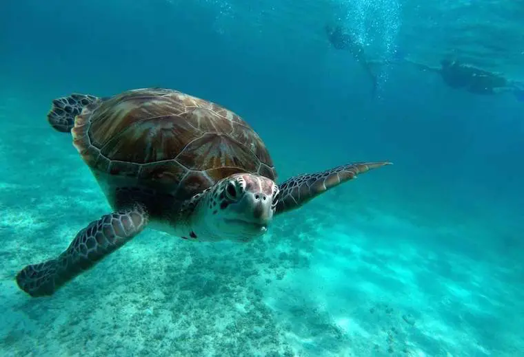 Turtle in Puerto Aventuras