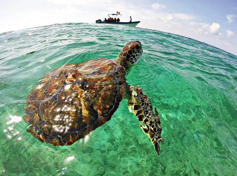 swim with sea turtles