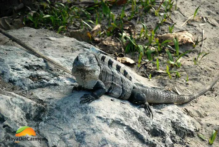 Tulum Iguana on rock