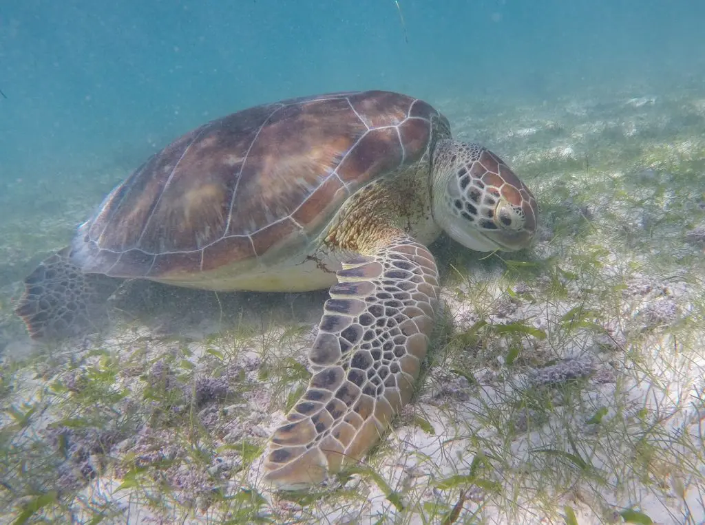 Turtles in Akumal