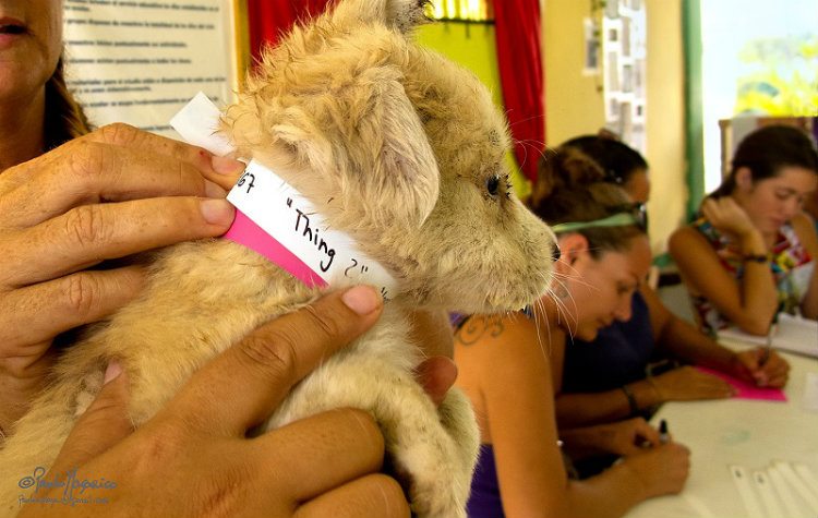 Puppy getting picked up and brought in for sterilization at ViDAS