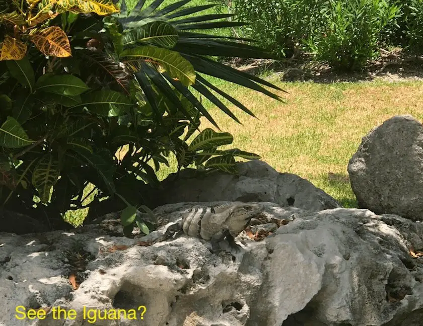 Iguana sitting on rock