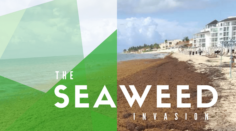 cancun warnings and travel When Seaweed There's Playa Beach 8 Do on in The to Things