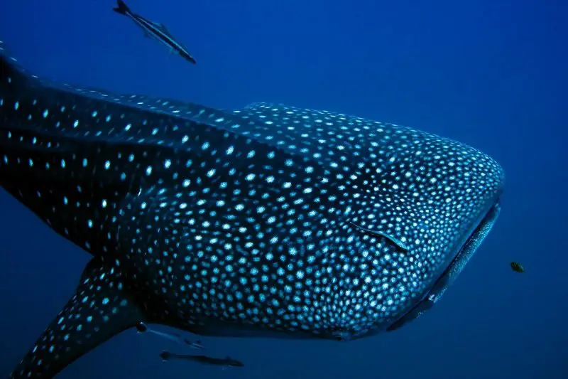 Whale Shark in ocean