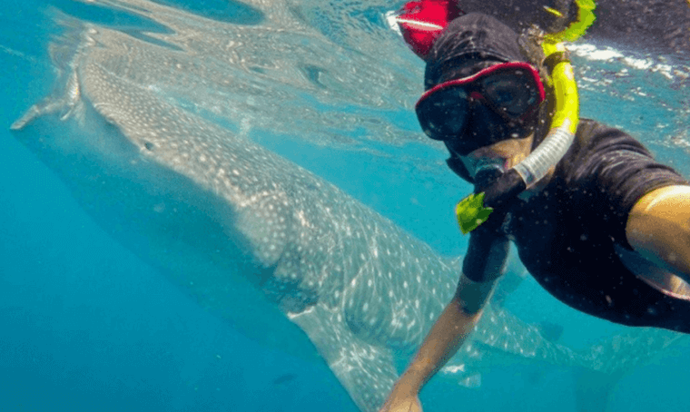 Whale shark selfie