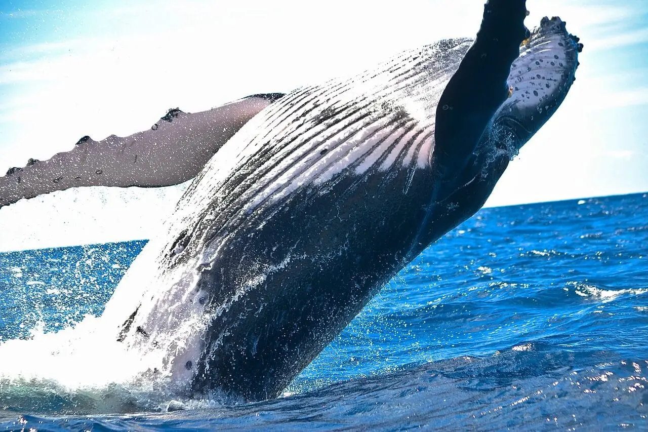 whale watching in Cabo San Lucas