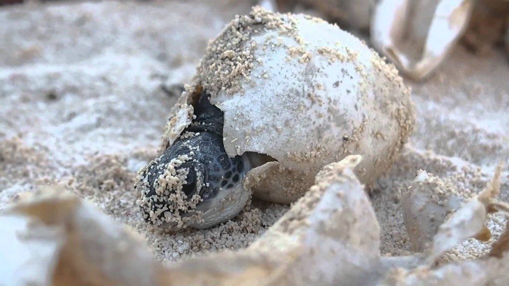 baby sea turtle crawling on sand