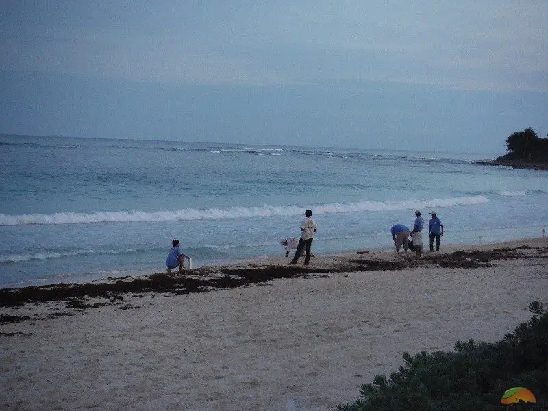 baby turtle release on beach