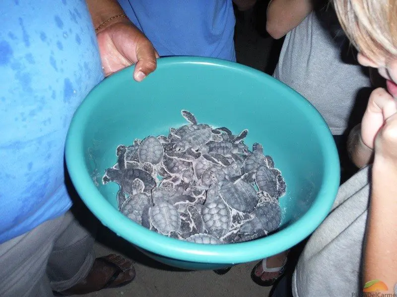 baby turtles in bucket 