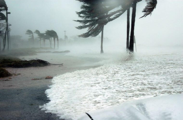 trees and waves during a hurricane 