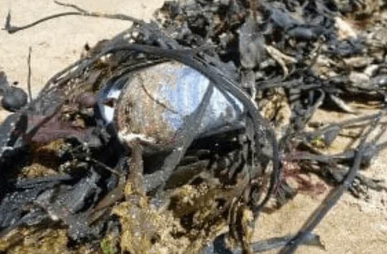 seaweed and a shell on sand 