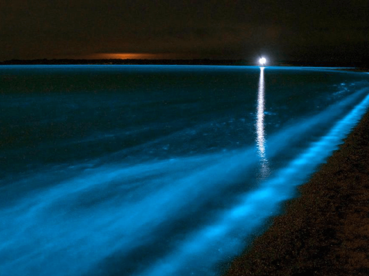 Lights in the dark: where to witness bioluminescence