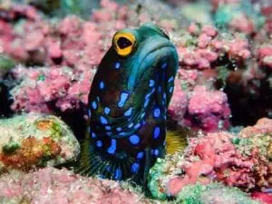 bluespotted jawfish swimming