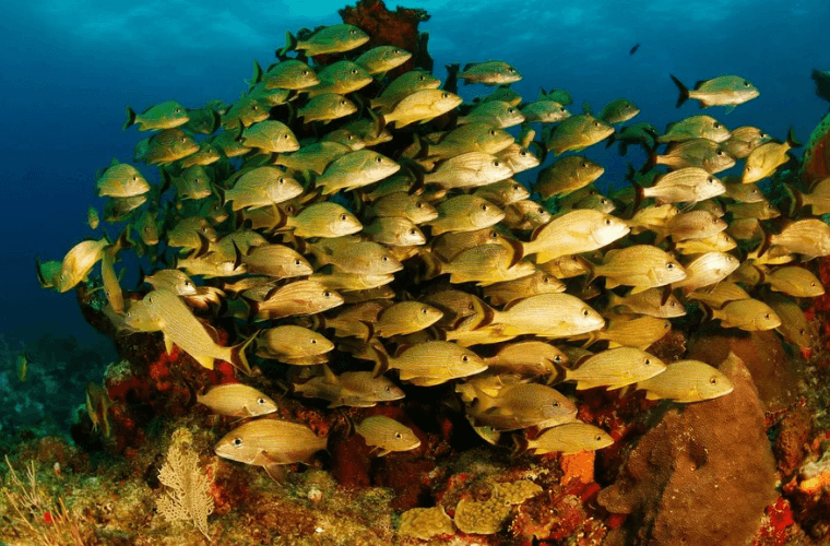 Cancun tour packages swimming the reef