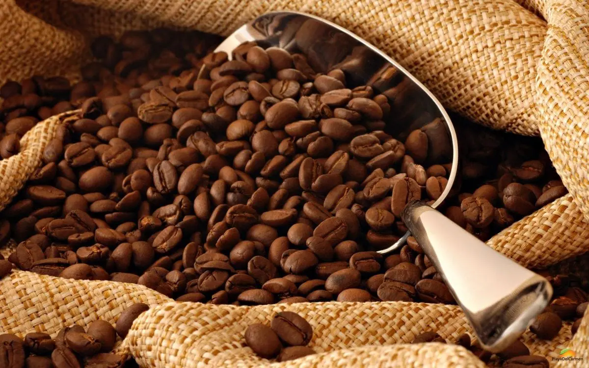 coffee beans in small shovel