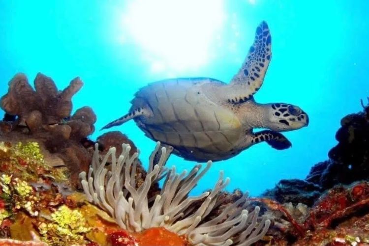 cozumel turtle and coral under water