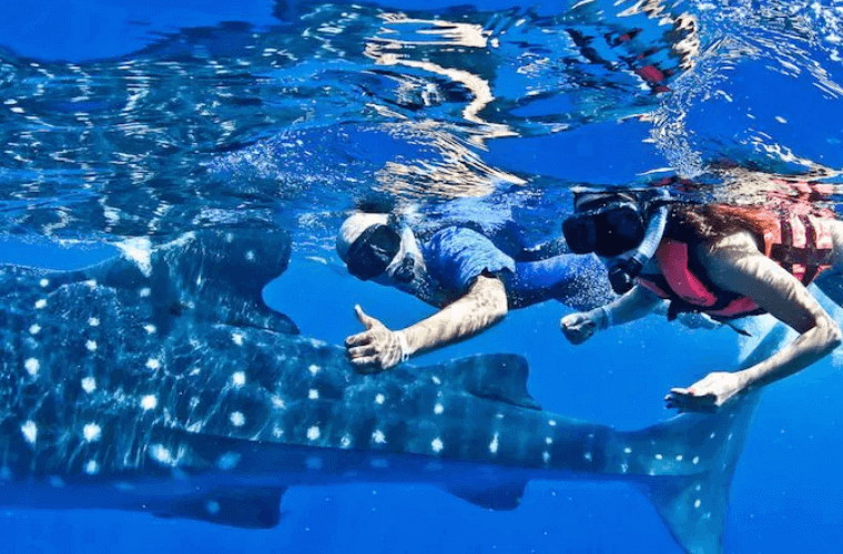 two people swimming with a whale shark