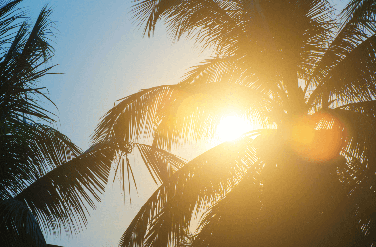 the sun shining behind a palm tree
