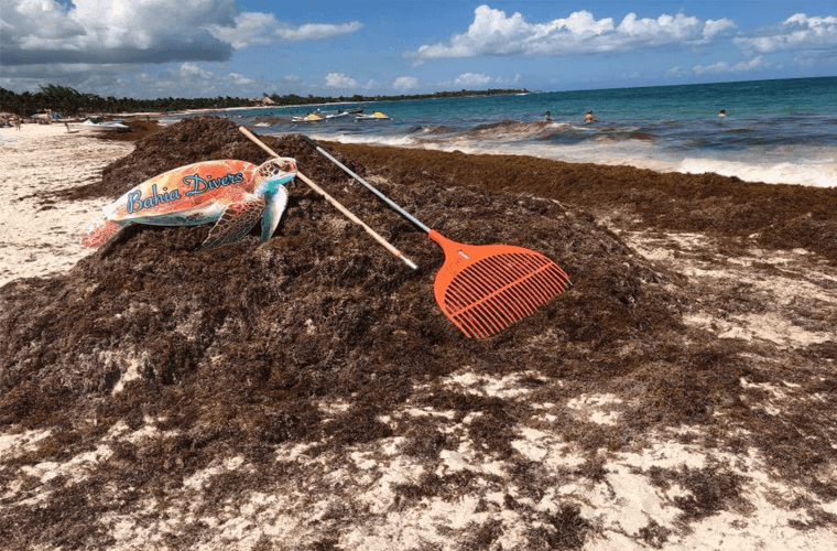 seaweed on a beach together with a clearing rake and a turtle 