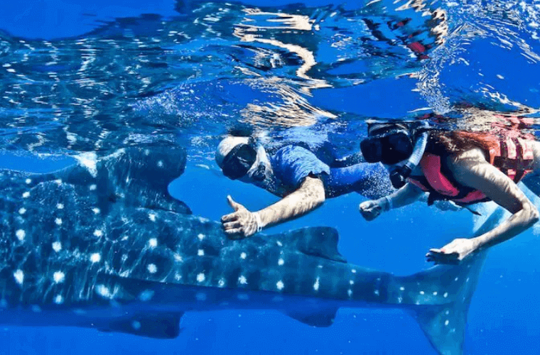 two people snorkeling with whale sharks