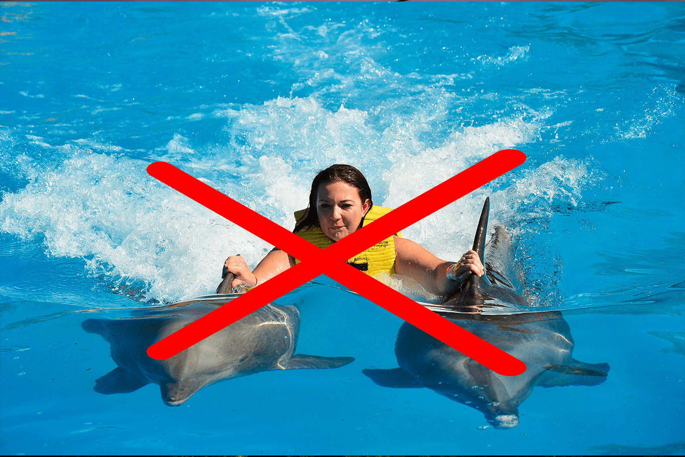 5 FUN Things to Do That Are BETTER than Swimming with Dolphins