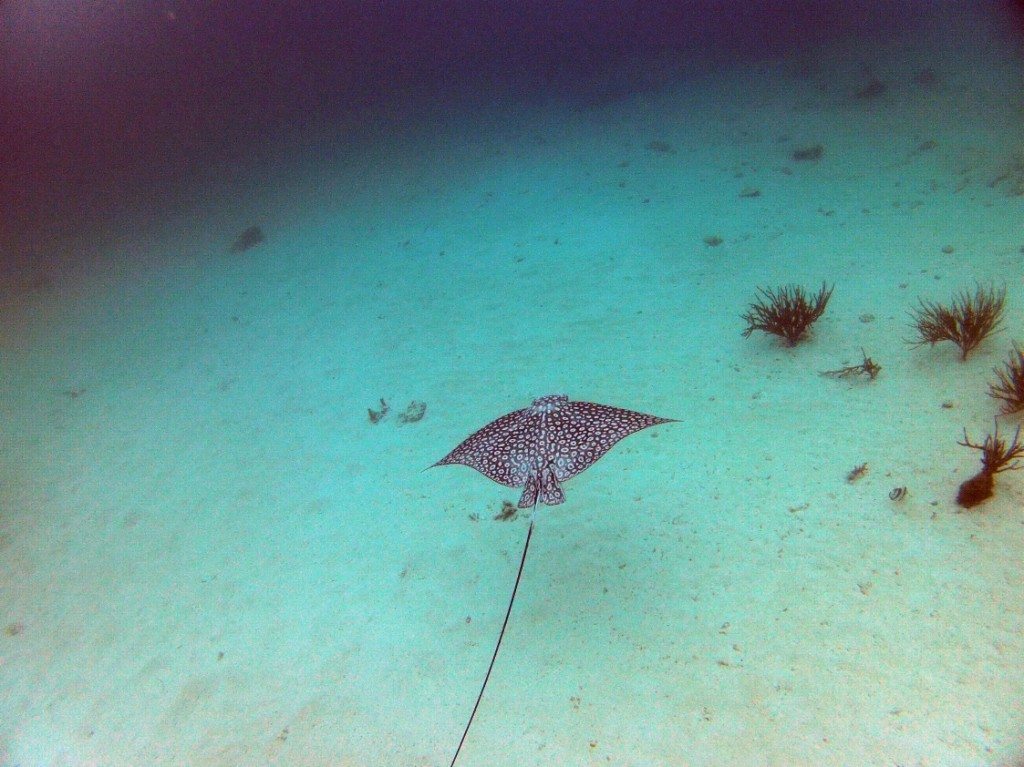 Spotted Eagle Ray research expedition image