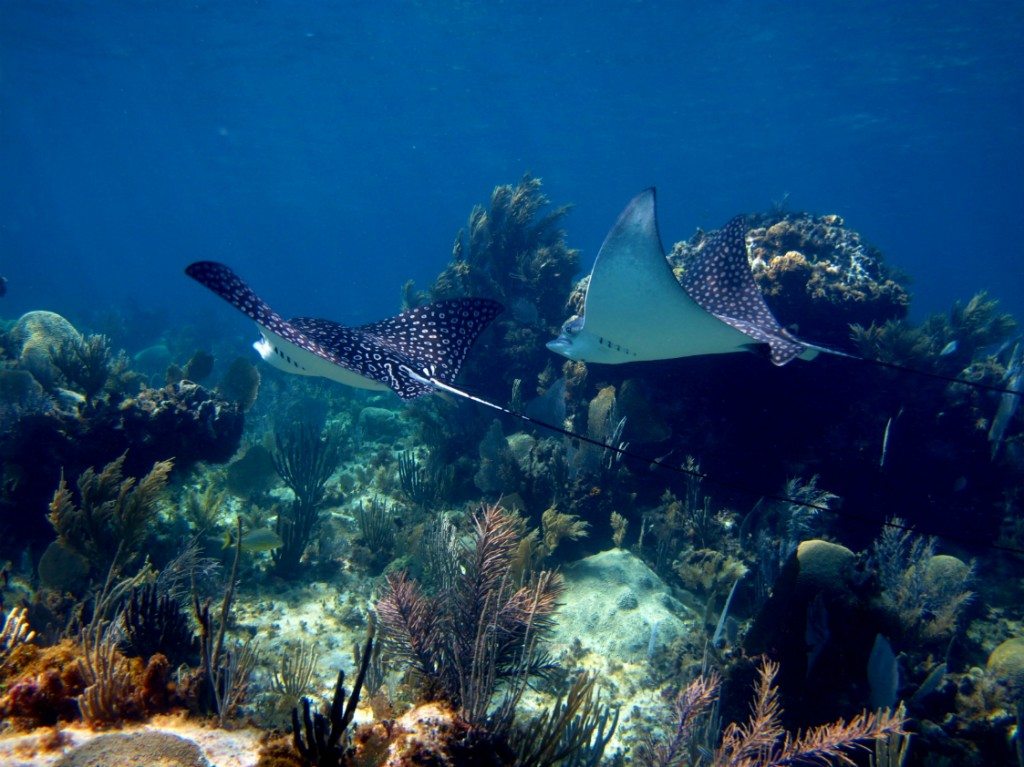 Spotted eagle rays swim at a coral reef in Playa del Carmen