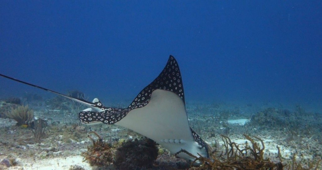 Spotted eagle ray searches for food in Cozumel