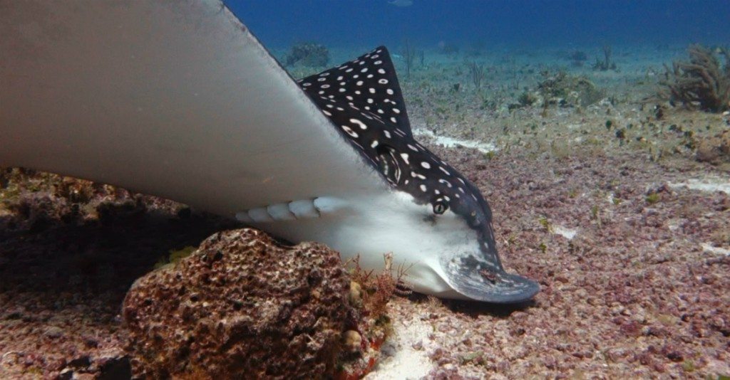 Spotted Eagle Ray searching for food off the coast of Playa del Carmen