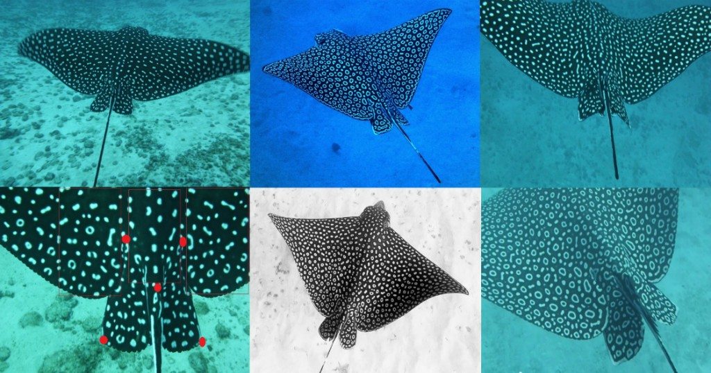 Spotted Eagle Ray conservation educational image