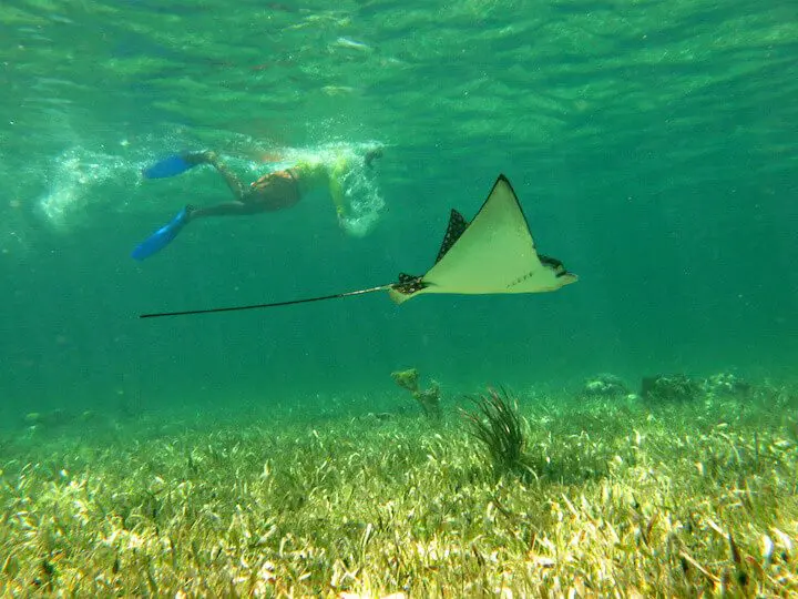 swimming with eagle ray