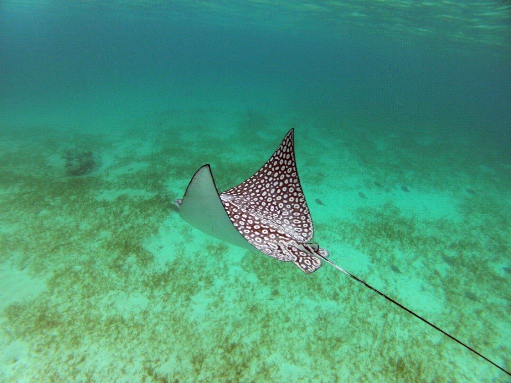 Spotted Eagle Ray in the Mexican Caribbean